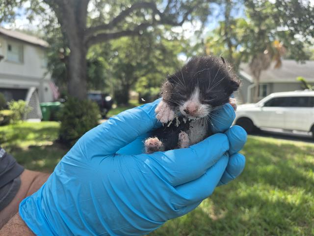 adoptable Cat in Fort Lauderdale, FL named A2430589