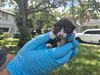 adoptable Cat in fort lauderdale, FL named A2430589