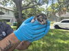 adoptable Cat in fort lauderdale, FL named A2430590
