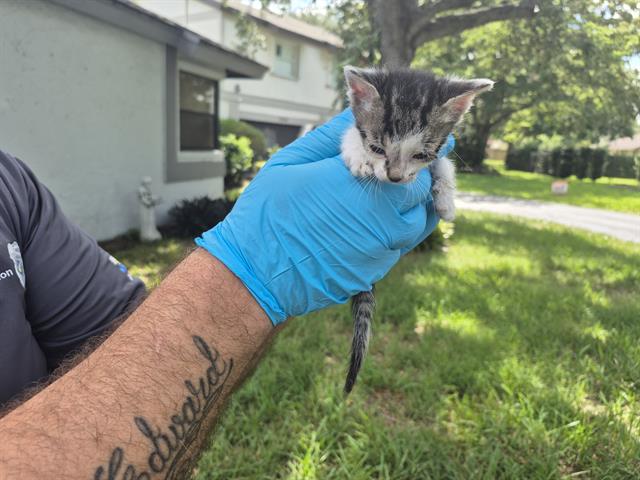 adoptable Cat in Fort Lauderdale, FL named A2430591