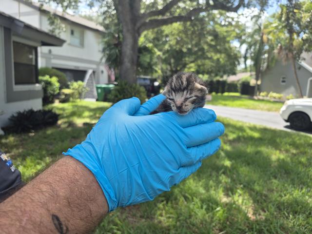adoptable Cat in Fort Lauderdale, FL named A2430592