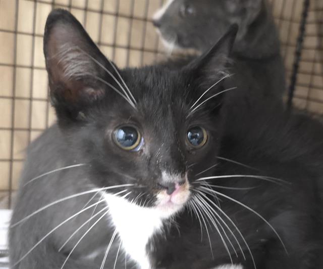 adoptable Cat in Fort Lauderdale, FL named A2433035