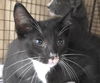 adoptable Cat in fort lauderdale, FL named A2433035