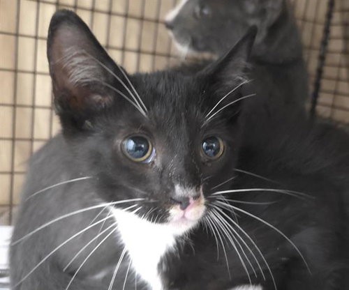 A2433035 - Domestic Short Hair available for adoption