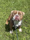 adoptable Dog in  named DODGE