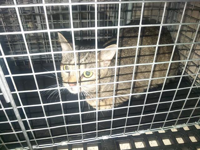 adoptable Cat in Fort Lauderdale, FL named A2433676