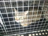 adoptable Cat in fort lauderdale, FL named A2433676
