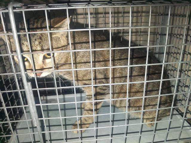 adoptable Cat in Fort Lauderdale, FL named A2433677