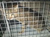 adoptable Cat in fort lauderdale, FL named A2433677