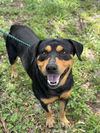 adoptable Dog in  named ESCO