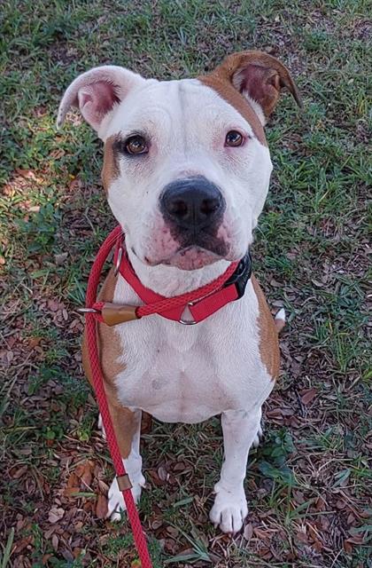 adoptable Dog in Fort Lauderdale, FL named QUINCY