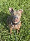 adoptable Dog in  named JUJU
