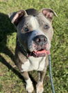 adoptable Dog in  named KING CHARLES
