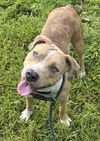 adoptable Dog in  named IRINA