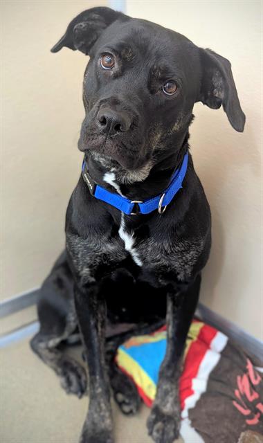 JANINNE - Black and Tan Coonhound / Rottweiler for adoption in Fort Lauderdale