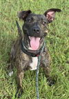adoptable Dog in  named MINI DUKE