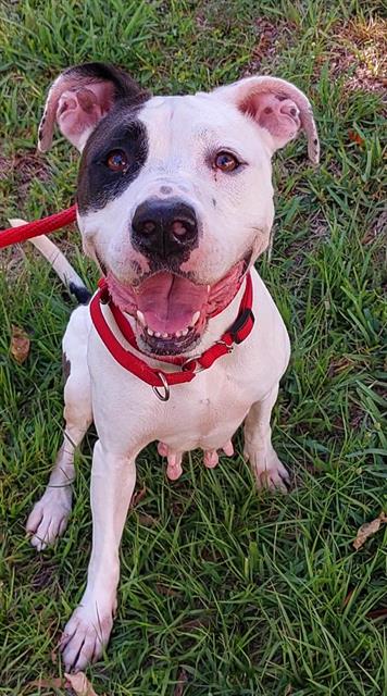 adoptable Dog in Fort Lauderdale, FL named CECE
