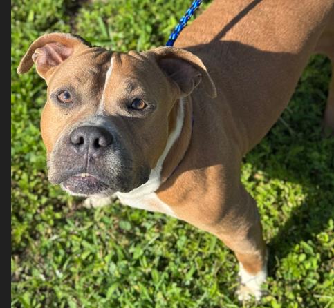 adoptable Dog in Fort Lauderdale, FL named EFFIE
