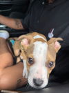 adoptable Dog in  named LOUIE