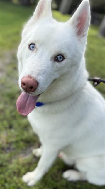 adoptable Dog in Fort Lauderdale, FL named ZEPPELIN