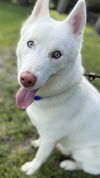 adoptable Dog in  named ZEPPELIN