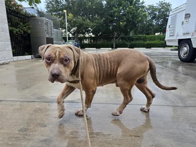 adoptable Dog in Fort Lauderdale, FL named GUCCI