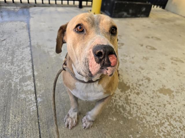 adoptable Dog in Fort Lauderdale, FL named ISABELLE