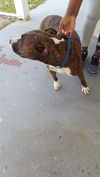 adoptable Dog in  named TIGER