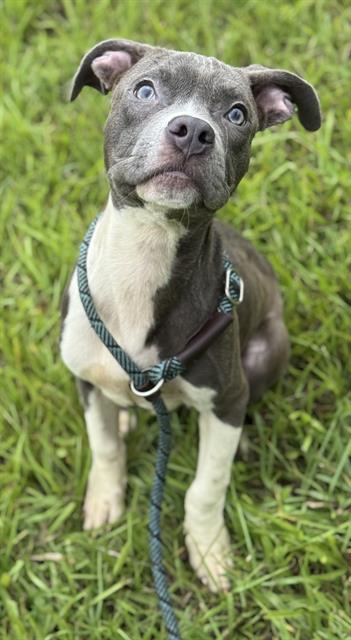 adoptable Dog in Fort Lauderdale, FL named RAINN