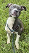 adoptable Dog in  named RAINN