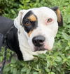 adoptable Dog in  named JUNE