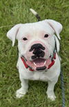 adoptable Dog in  named MAGOO