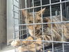 adoptable Cat in  named PETER