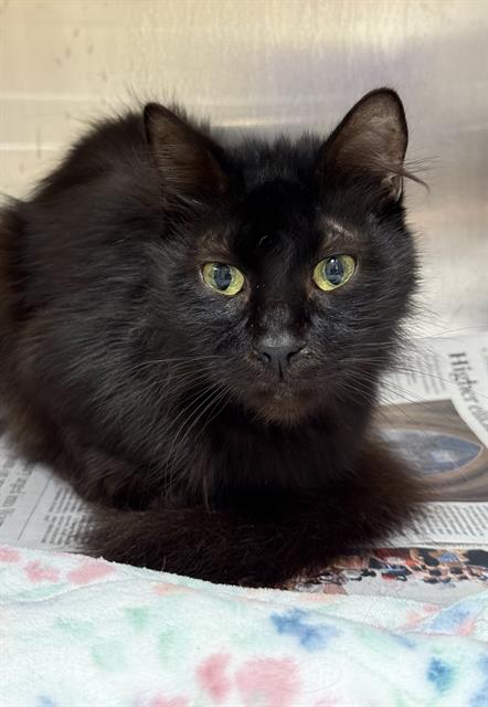 adoptable Cat in Fort Lauderdale, FL named QUINTON