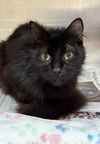 adoptable Cat in  named QUINTON