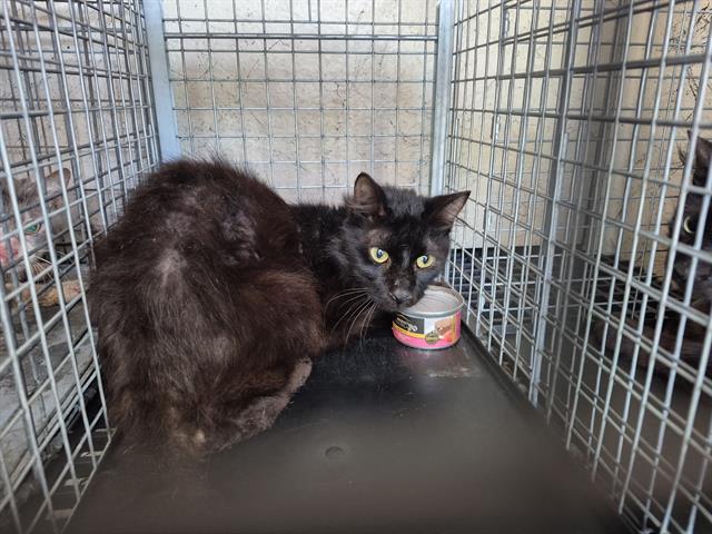 adoptable Cat in Fort Lauderdale, FL named BANDIT