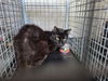 adoptable Cat in  named BANDIT