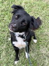 adoptable Dog in  named HANNAH