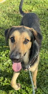 adoptable Dog in  named CALEB