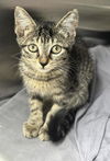 adoptable Cat in  named PRADA
