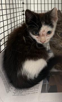 adoptable Cat in Fort Lauderdale, FL named CHANNEL