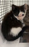 adoptable Cat in  named CHANNEL