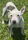 adoptable Dog in  named BARKONCE