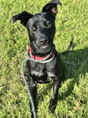 adoptable Dog in  named BELLA