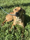 adoptable Dog in  named GULLIVER