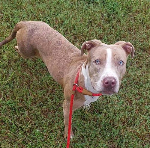 picture of the dog needing adoption