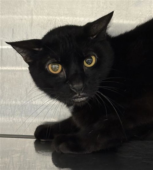 SMARTIE - Domestic Short Hair available for adoption