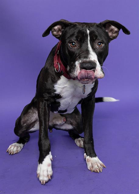 CESAR - American Staffordshire Terrier for adoption in Fort Lauderdale