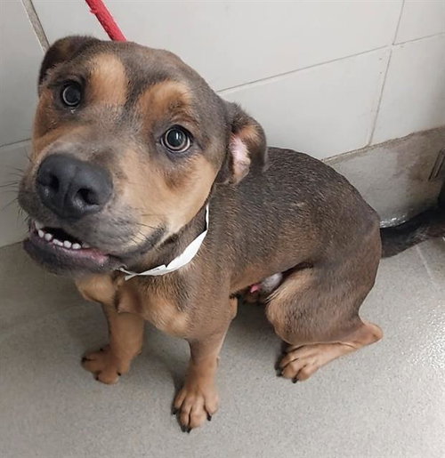 picture of the dog needing adoption