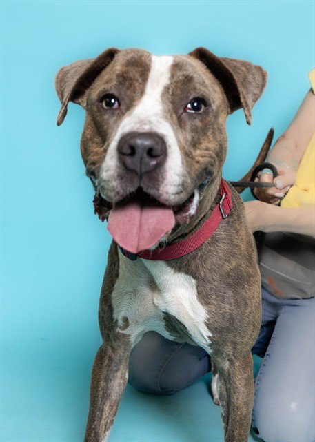 JUICY - American Staffordshire Terrier available for adoption
